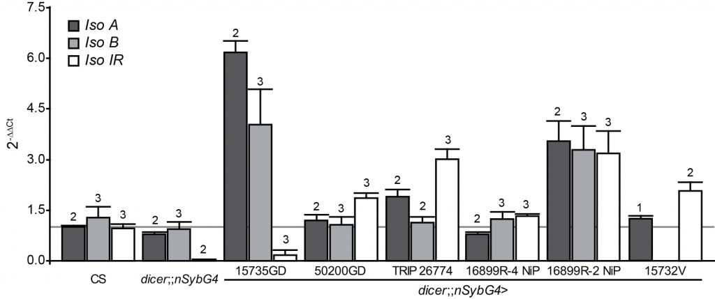 relative expression of dFoxP isoforms in six different RNAi lines