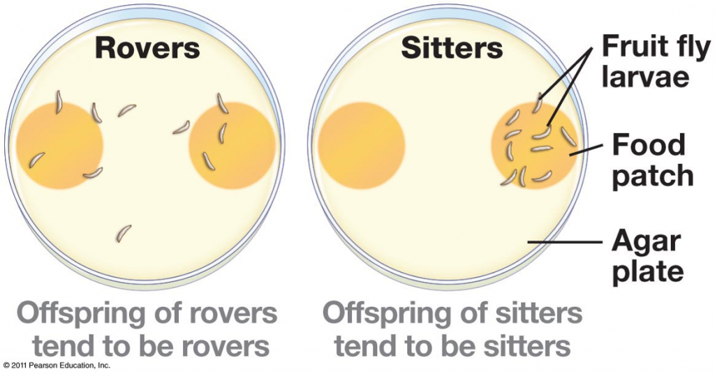 Classic experiment designed by Marla Sokolowski, the discoverer of the rover/sitter polymorphism