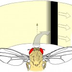 Fig. 2: “Inverting goggles” experiment. Whenever the tethered fly attempts a turning maneuver, the fly's visual panorama is rotated in the same direction. In the depicted example, a right turning maneuver leads to a rotation of the panorama to the right. In this situation, any attempts of the fly to follow the stripe will lead to a catastrophic feedback of increasing speed of the stripe and yaw torque of the fly in the same direction. Nevertheless, flies learn to generate turning maneuvers in the opposite direction in order to establish a zero net rotation of the stripe (optomotor balance). Fly drawing courtesy of Reinhard Wolf.