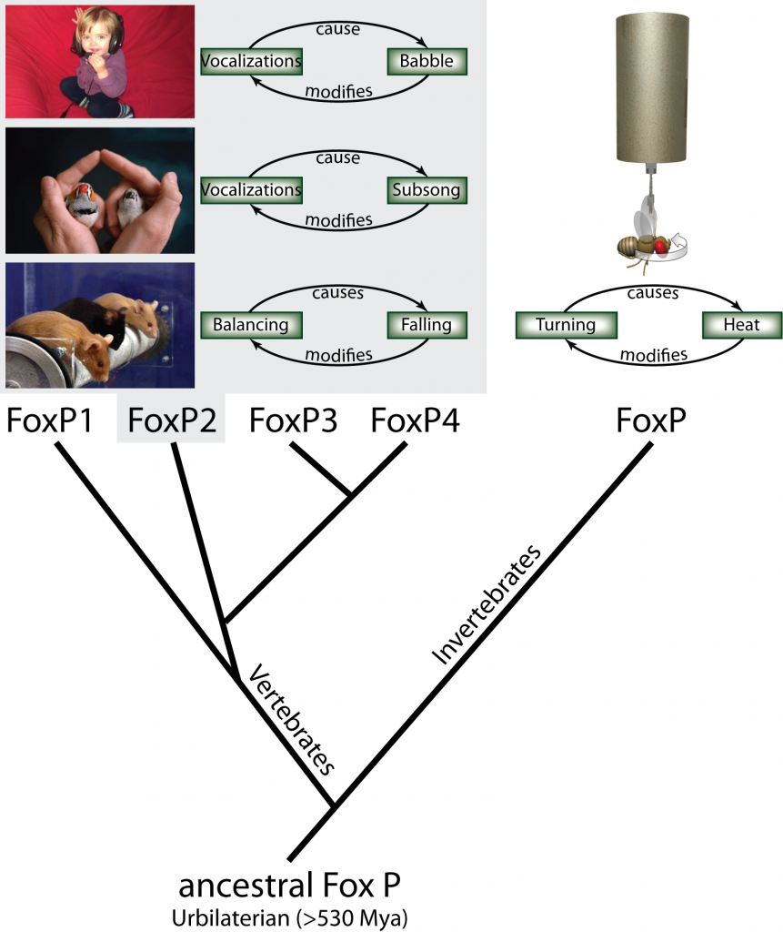 Fig. 1: Using operant conditioning to test invertebrate FoxP function. From the single ancestral FoxP gene, four different genes have evolved in the vertebrate lineage through serial duplications, while invertebrates have retained a single copy of the gene. In an operant feedback loop, spontaneous actions are followed by a given outcome as a consequence. Depending on that outcome being desirable or not, the frequency of the action increases or decreases in the future. For instance, vocalizations of a human infant are followed by the perception of the resulting babbling. The deviation from the intended articulation modifies future vocalizations until language is formed. Similarly, in songbirds, the perceived difference  between the juvenile bird’s (right) own subsong and the memorized song from an adult tutor (left) modifies future vocalizations until the species-specific adult song is produced. In mice, balancing in the rotorod experiment is followed by eventual falling, which provides the feedback to improve subsequent balancing movements. All three examples have been shown to be dependent on normal FoxP2 function. Analogously, we have tested fly FoxP function by tethering flies and measuring their turning attempts in stationary flight. Some turning attempts (e.g. to the right) are followed by a punishing heat beam, others (e.g., to the left) are rewarded with turning the beam off. Continuous feedback modifies the fly’s turning attempts towards the direction where the heat is off.