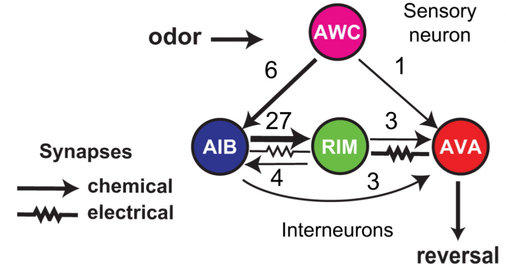Fig. 1: The C. elegans reversal circuit with the number of electrical and chemical synapses between each network component