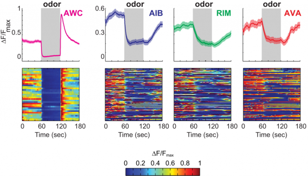 The olfactory neuron AWC responds is drastically more deterministic to an attractive odor than the components of the reversal circuit.