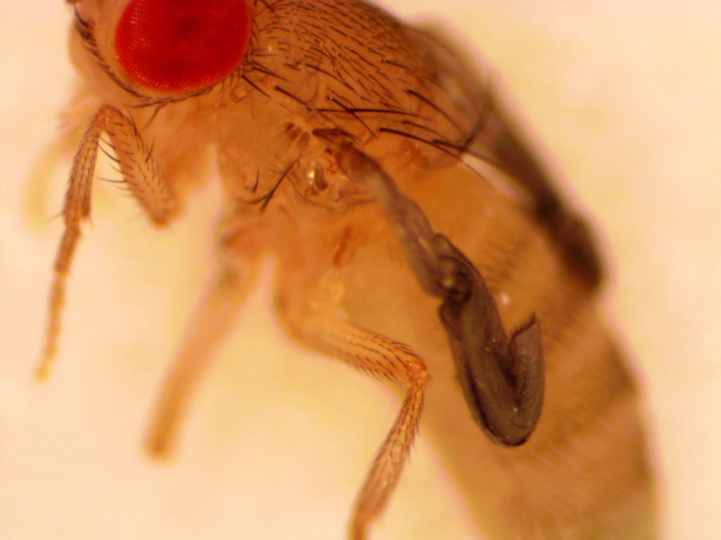 newly eclosed fly