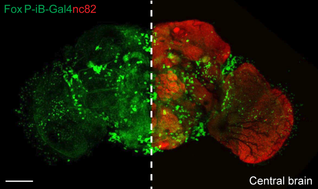 Drosophila brain iwth FoxP expression pattern