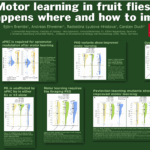 Motor learning mechanisms at #SfN25