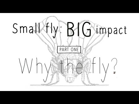 Drosophila: Small fly, BIG impact - Part 1 (Why the fly?)